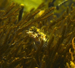 Helcogramma decurrens