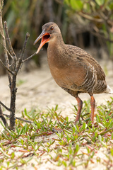Rallus longirostris