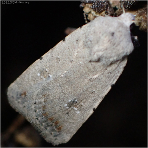 Civil Rustic Moth