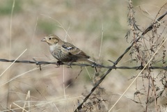 Calcarius ornatus