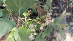 Parrhasius moctezuma