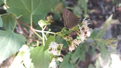 Parrhasius moctezuma