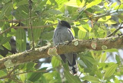 Pachyramphus polychopterus