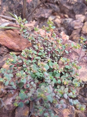 Euphorbia orbiculata