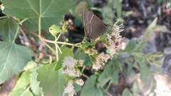 Parrhasius moctezuma