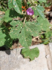 Malva multiflora