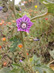 Malva multiflora