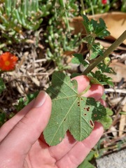 Malva multiflora