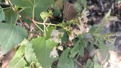 Parrhasius moctezuma