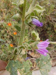 Malva multiflora