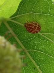 Neocalvia anastomozans