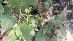 Parrhasius moctezuma