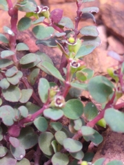 Euphorbia orbiculata
