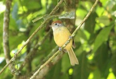 Hylophilus poicilotis