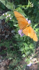 Dryas iulia moderata