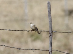 Calcarius ornatus