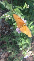 Dryas iulia moderata