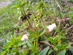 Alonsoa meridionalis