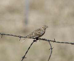 Calcarius ornatus