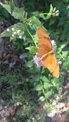 Dryas iulia moderata