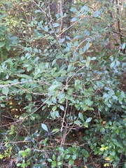 Ilex coriacea