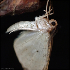 Neoterpes edwardsata