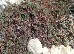 Limonium pseudominutum