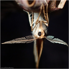 Neoterpes edwardsata