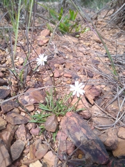 Noticastrum marginatum