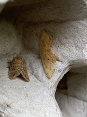 Idaea emarginata