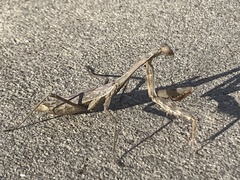 Stagmomantis