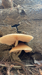 Cyclocybe parasitica