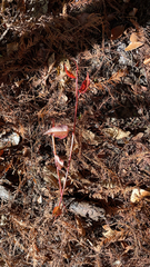 Fallopia