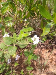 Verbenaceae