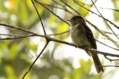 Lathrotriccus euleri
