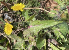 Sonchus oleraceus