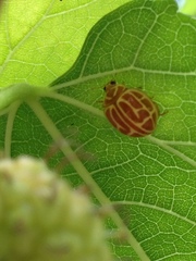 Neocalvia anastomozans