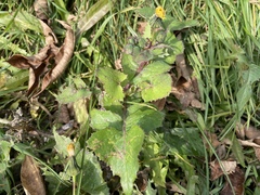 Sonchus oleraceus
