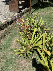 Portea petropolitana