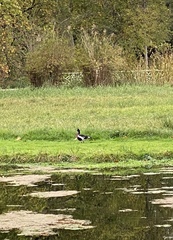 Branta ruficollis