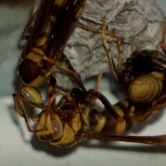 Polistes major major