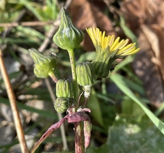 Sonchus oleraceus
