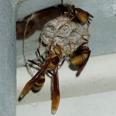 Polistes major major