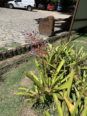 Portea petropolitana