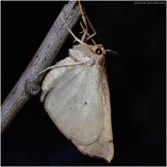 Neoterpes edwardsata