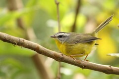 Basileuterus culicivorus