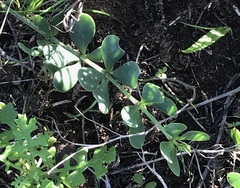 Roepera sessilifolia