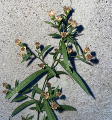 Symphyotrichum lanceolatum