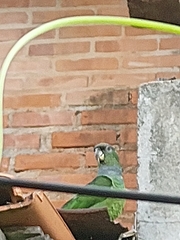 Pionus maximiliani