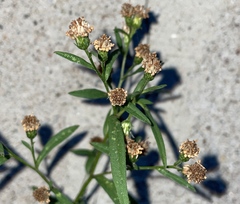 Symphyotrichum lanceolatum